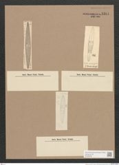 Navicula sp. (de-Toni-Nr.: Genus 1) Zeichnungen Sammlung Grunow Nr. 1381 (NHMW-BOT-W0368340)